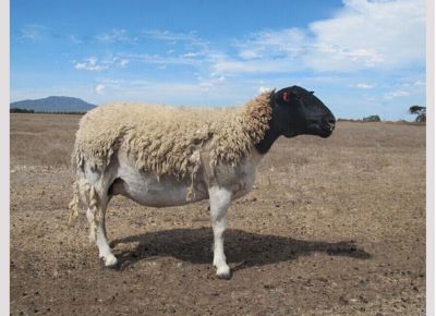 点击检查具体信息<br>标题：Breeding sheep 浏览次数：556