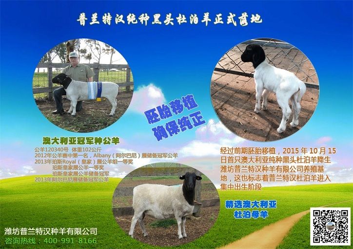首只杜泊羊出世