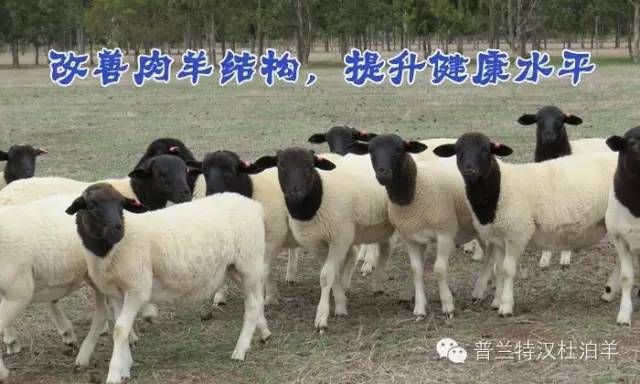 黑头杜泊羊众筹