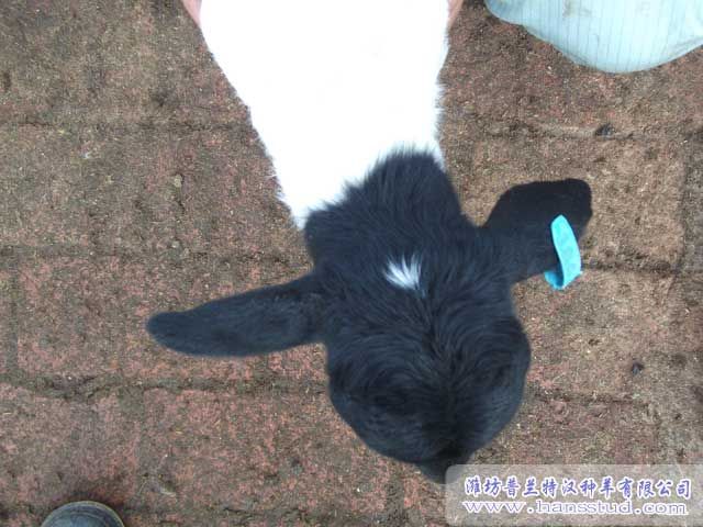 杜泊deep色客头部