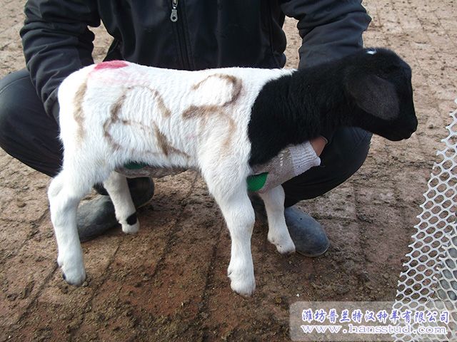 黑头杜泊deep色客