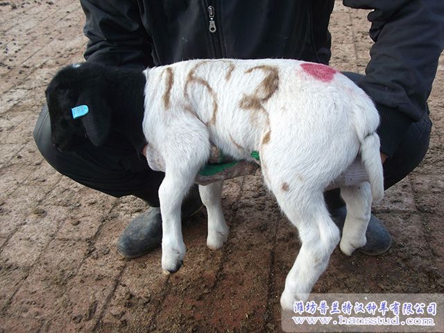 黑头杜泊deep色客图片