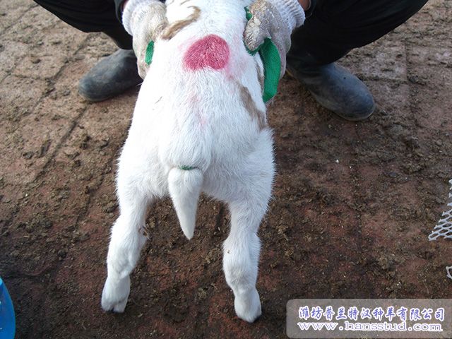 黑头杜泊deep色客图片