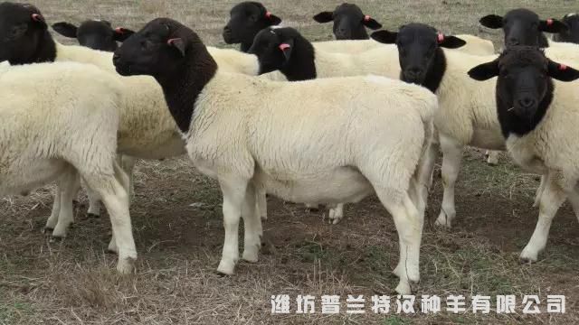 种羊好儿女能力好 良好种羊儿女好