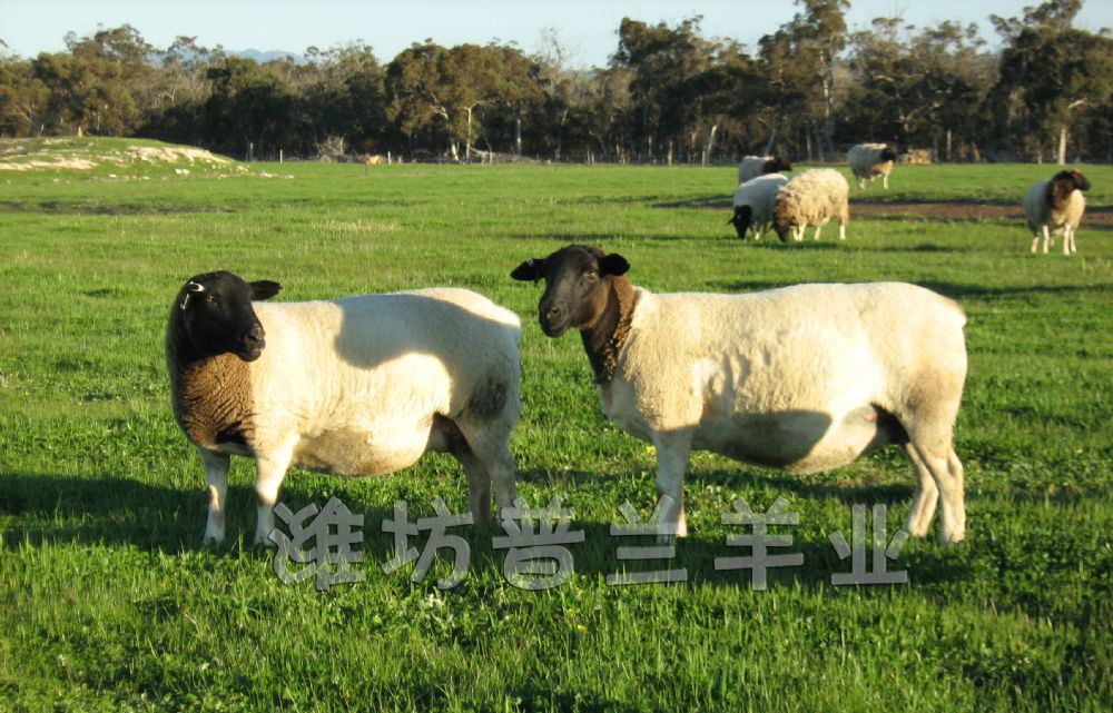 若何晋升杜泊deep色客产羔率