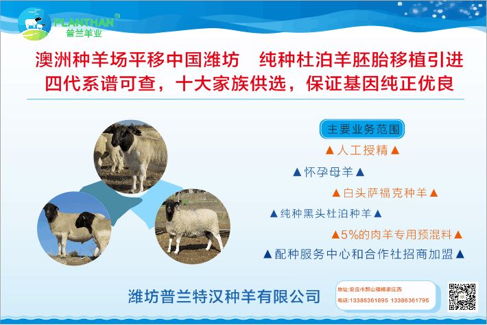 种羊发卖