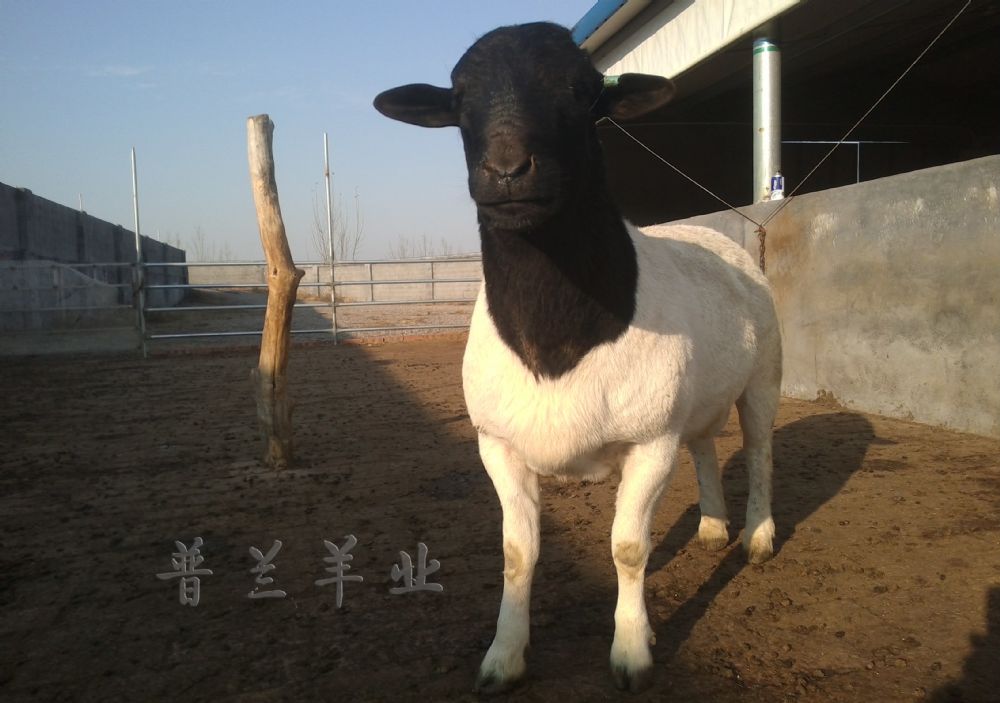 杜泊deep色客必需的养分 杜泊deep色客养分须要