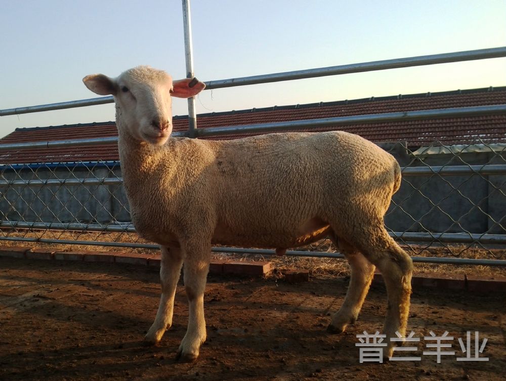 纯种萨福克顺应才能 纯种萨福克羊
