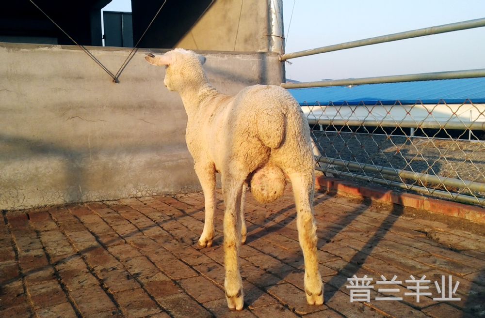 纯种萨福克种公羊 纯种萨福克种公羊