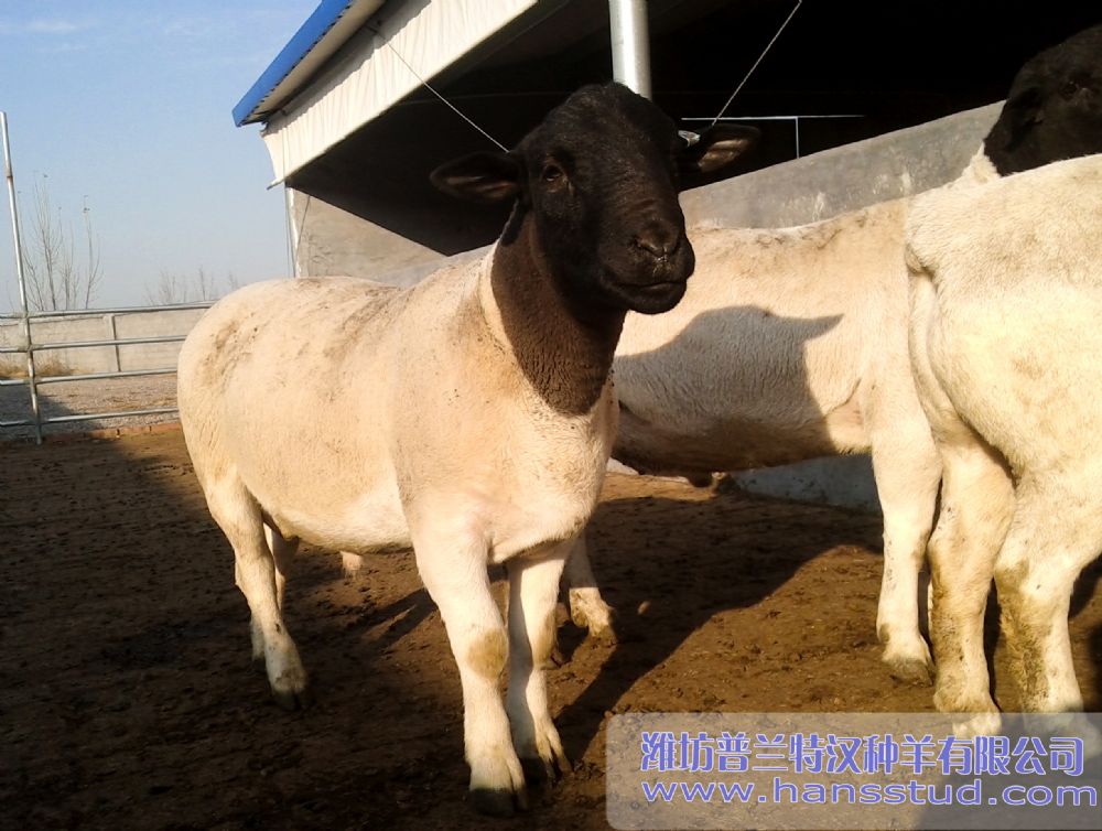 杜泊种羊 杜泊羊