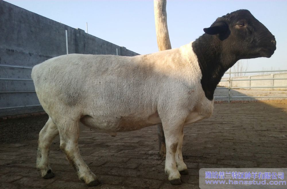 黑头杜泊deep色客 杜泊deep色客