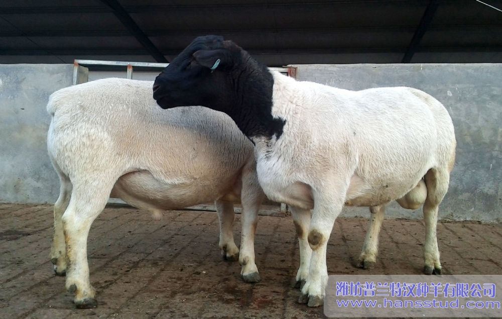 黑头杜泊羊 杜泊羊