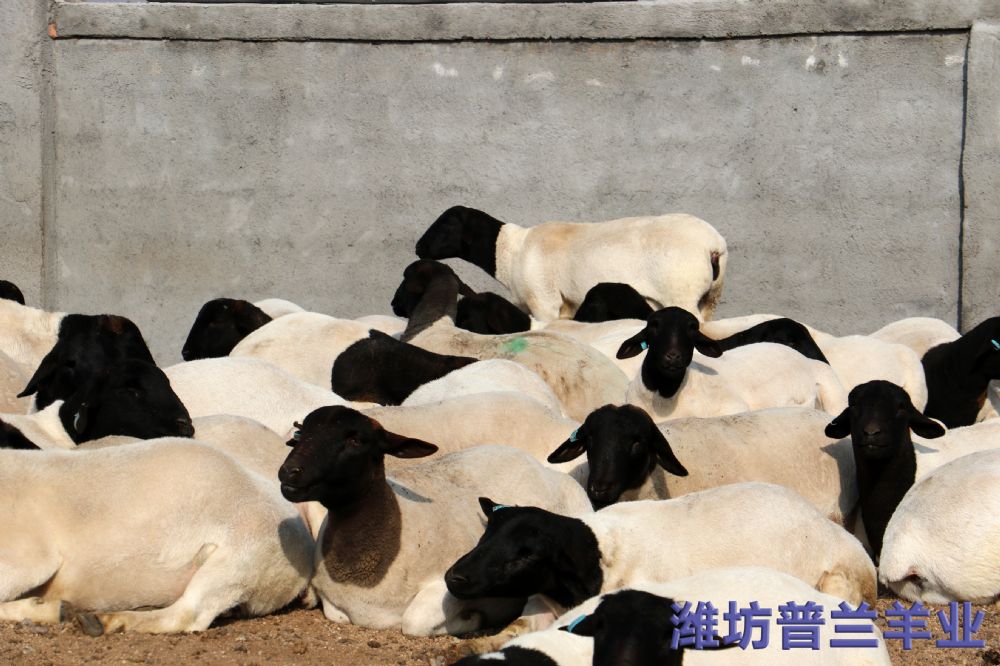 黑头杜泊羊养殖 黑头杜泊羊