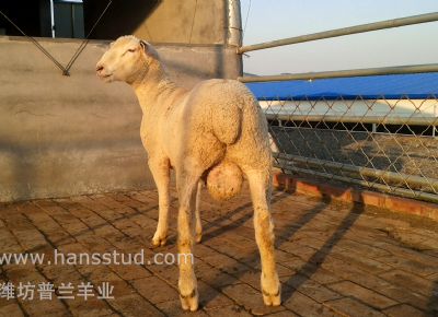 点击查看详细信息<br>标题：纯种萨福克羊最新展示 阅读次数：2811