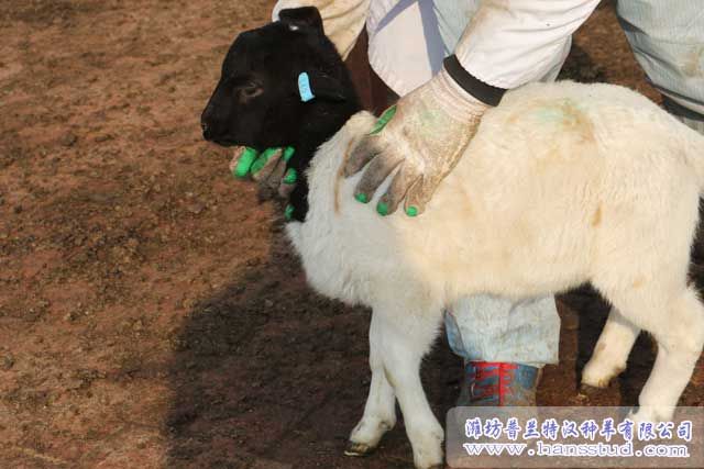 黑头杜泊deep色客图片