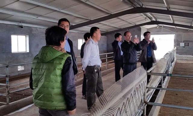 孙博士观赏杜泊羊养殖区