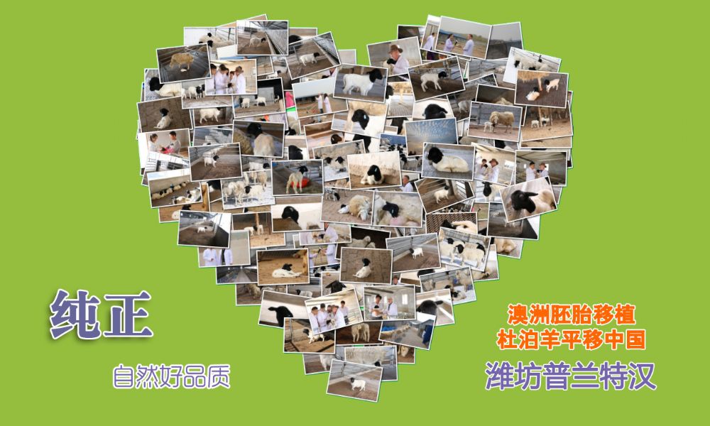 纯正的黑头杜泊deep色客