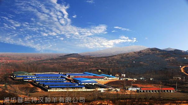 杜泊羊场区前景