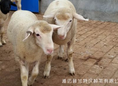点击检查具体信息<br>标题：白头萨福克种羊图片 浏览次数：2868