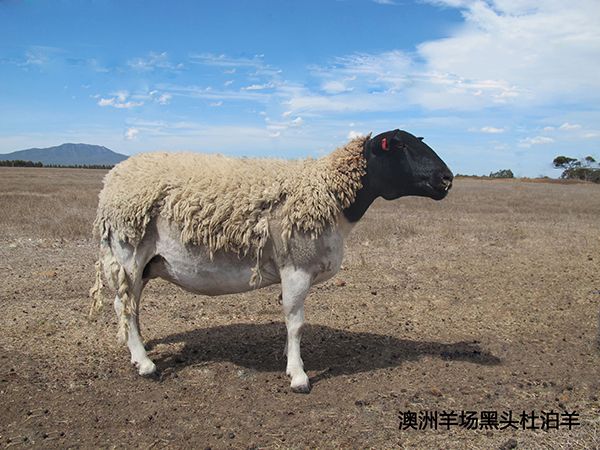 黑头杜泊deep色客 杜泊deep色客