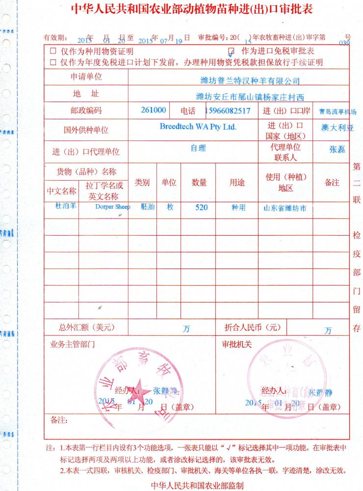 杜泊羊入口天资