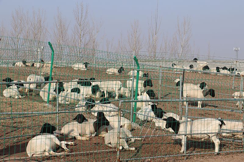 普兰特汉劣种肉羊 劣种肉羊